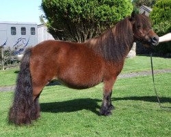 broodmare Ultra of Knowe (Shetland Pony, 1993, from Tirval of Quendale)