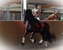 dressage horse Renzo 28 (Friese, 2005, from Brend)