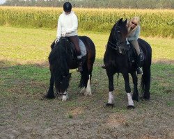 broodmare Kitty (Tinker / Irish Cob / Gypsy Vanner, 2005, from TG Irish Tinker Cob)