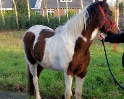 horse Mr. Fantastic (Tinker / Irish Cob / Gypsy Vanner, 2009, from TG Irish Tinker Cob)