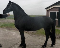 broodmare Popkje (Friese, 2013, from Maurus 441 Sport)