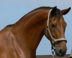 dressage horse Ehrensalut 2 (Westphalian, 1997, from Ehrentanz I)