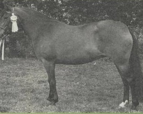Zuchtstute Janine (New-Forest-Pony, 1972, von Golden Wonder)