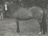 Zuchtstute Janine (New-Forest-Pony, 1972, von Golden Wonder)