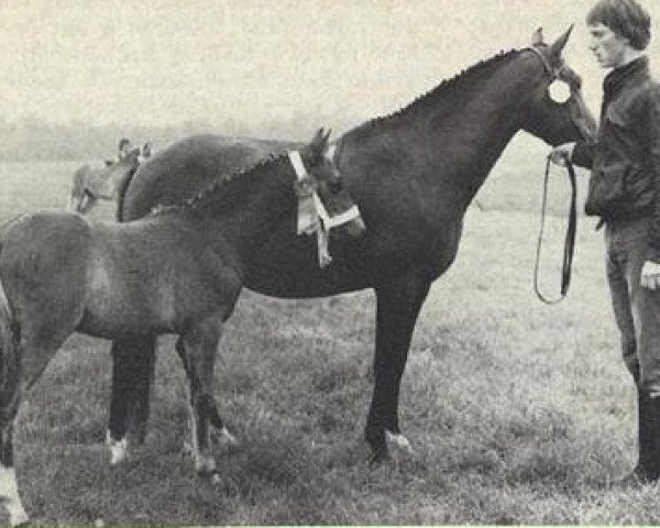 broodmare Ipshof Bonita (New Forest Pony,  , from Oosterbroek Arthur)