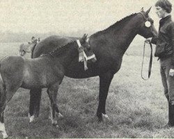 broodmare Ipshof Bonita (New Forest Pony,  , from Oosterbroek Arthur)