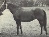 Zuchtstute Offem Dido (New-Forest-Pony, 1972, von Offem Xanthos)
