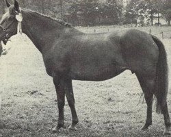 broodmare Offem Dido (New Forest Pony, 1972, from Offem Xanthos)