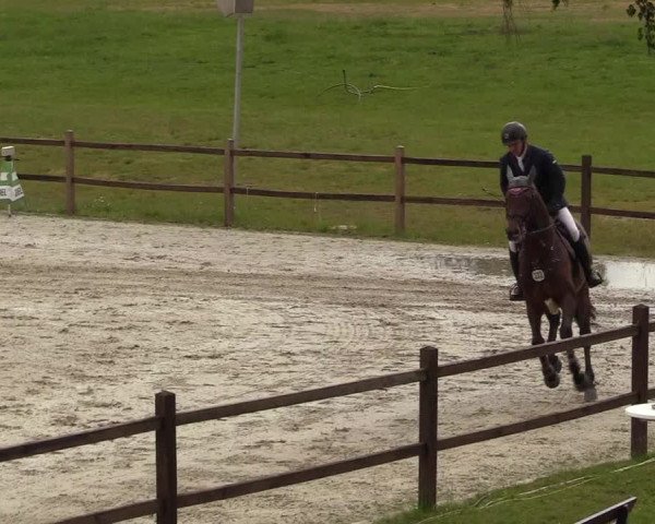 Reitturnier Westergellersen 2020