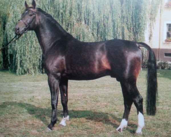Pferd Goldschatz (Brandenburger, 1985, von Gotland)