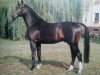 stallion Goldschatz (Brandenburg, 1985, from Gotland)