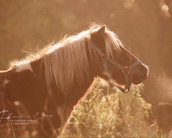 Pferd Charly (Shetland Pony, 2011)