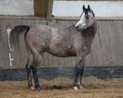 horse Plater (Arabian thoroughbred, 2013, from Esparto ox)