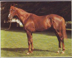 stallion Ataxerxes xx (Thoroughbred, 1977, from Exbury xx)