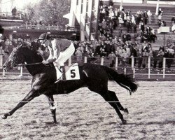 horse Artois xx (Thoroughbred, 1967, from Star Combine xx)