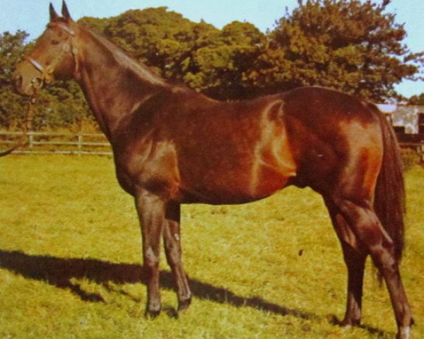 stallion Balidar xx (Thoroughbred, 1966, from Will Somers xx)