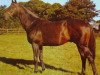 stallion Balidar xx (Thoroughbred, 1966, from Will Somers xx)