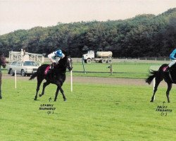 horse Arlet Landweer xx (Thoroughbred, 1995, from Learn by Heart xx)