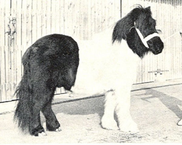 Deckhengst Fantast van Arkelshof (Shetland Pony, 1970, von Astro v.h. Hoogeinde)