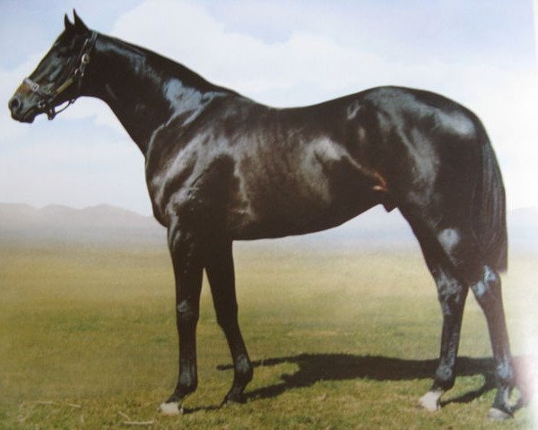stallion Averof xx (Thoroughbred, 1971, from Sing Sing xx)