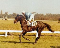 horse Arizona Pie xx (Thoroughbred, 1976, from Averof xx)