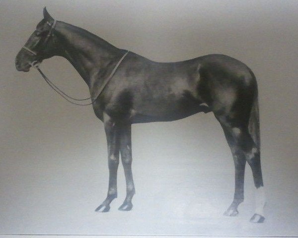 stallion Town Guard xx (Thoroughbred, 1920, from Hurry On xx)