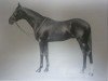 stallion Town Guard xx (Thoroughbred, 1920, from Hurry On xx)