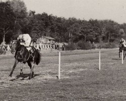 Pferd Arienne xx (Englisches Vollblut, 1946, von Looc Mo xx)