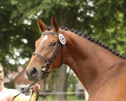 dressage horse Leya (Hannoveraner, 2007, from Lauries Crusador xx)