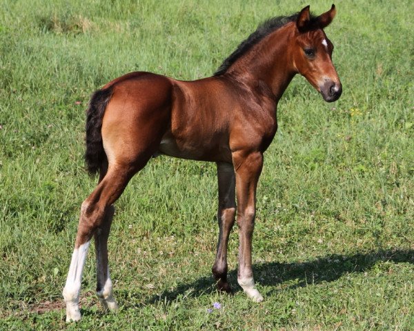 stallion Denzedor Hit (Hanoverian, 2015, from Danzador)