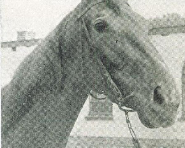 Pferd Aquilian xx (Englisches Vollblut, 1961, von Persian Flag xx)