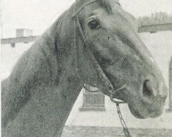 horse Aquilian xx (Thoroughbred, 1961, from Persian Flag xx)