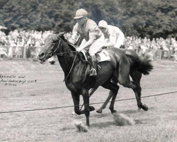 broodmare Aphrodite xx (Thoroughbred, 1960, from Kartou xx)