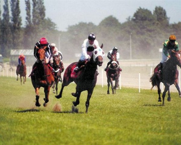 horse Apianus xx (Thoroughbred, 1996, from Law Society xx)