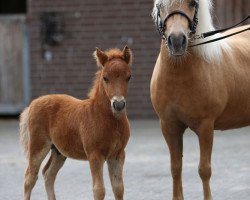 Pferd Vagabund von der Fähr (Shetland Pony, 2014, von Vesuv)