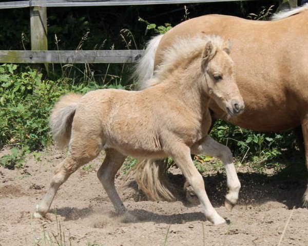 Zuchtstute Ma Cherie von Kessen (Shetland Pony, 2012, von Xente van't heut)