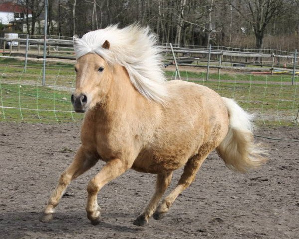 Zuchtstute Martha (Shetland Pony, 2007, von Pilatus)