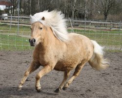 Zuchtstute Martha (Shetland Pony, 2007, von Pilatus)