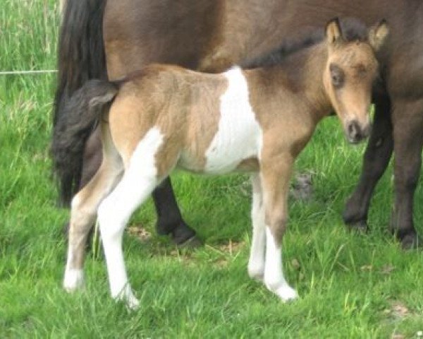 Pferd Valero von Kessen (Shetland Pony, 2008, von Vitus von der Ostsee)