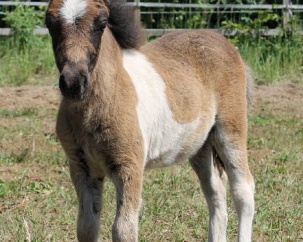 horse Volt von Kessen (Shetland Pony, 2012, from Steinburgs Vidalgo)