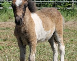 Pferd Volt von Kessen (Shetland Pony, 2012, von Steinburgs Vidalgo)