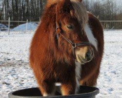 Zuchtstute Tina von Kessen (Shetland Pony, 2010, von Valjoscha von der Ostsee)