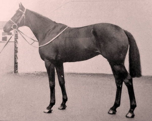 stallion Typhoon xx (Thoroughbred, 1958, from Honeyway xx)