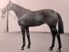 stallion Typhoon xx (Thoroughbred, 1958, from Honeyway xx)