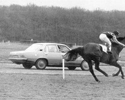 horse Another Pinta xx (Thoroughbred, 1972, from Typhoon xx)