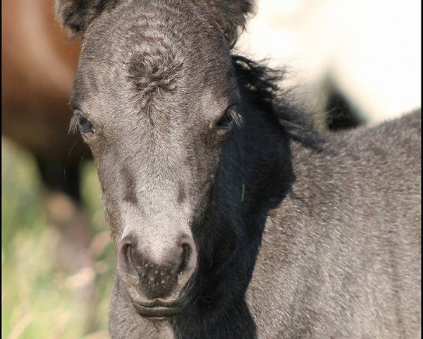 broodmare Fleur vom Elsensee (Shetland Pony, 2015, from Schalenburgs Merlin)