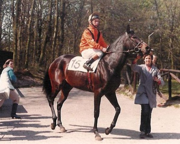 broodmare Zwavo's Surprise xx (Thoroughbred, 1981, from Stuyvesant xx)