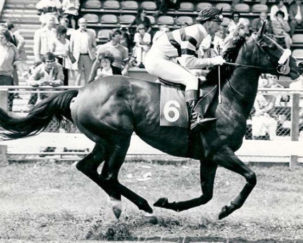 horse Anneke Raaphorst xx (Thoroughbred, 1977, from Priamos xx)