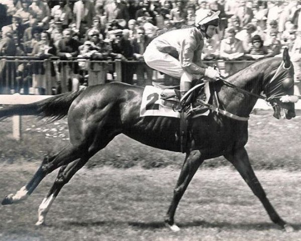 Pferd Anna Boleyn xx (Englisches Vollblut, 1974, von Erdball xx)