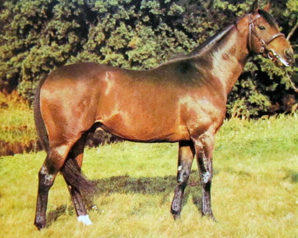 stallion Reform xx (Thoroughbred, 1964, from Pall Mall xx)